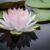yoga lotus